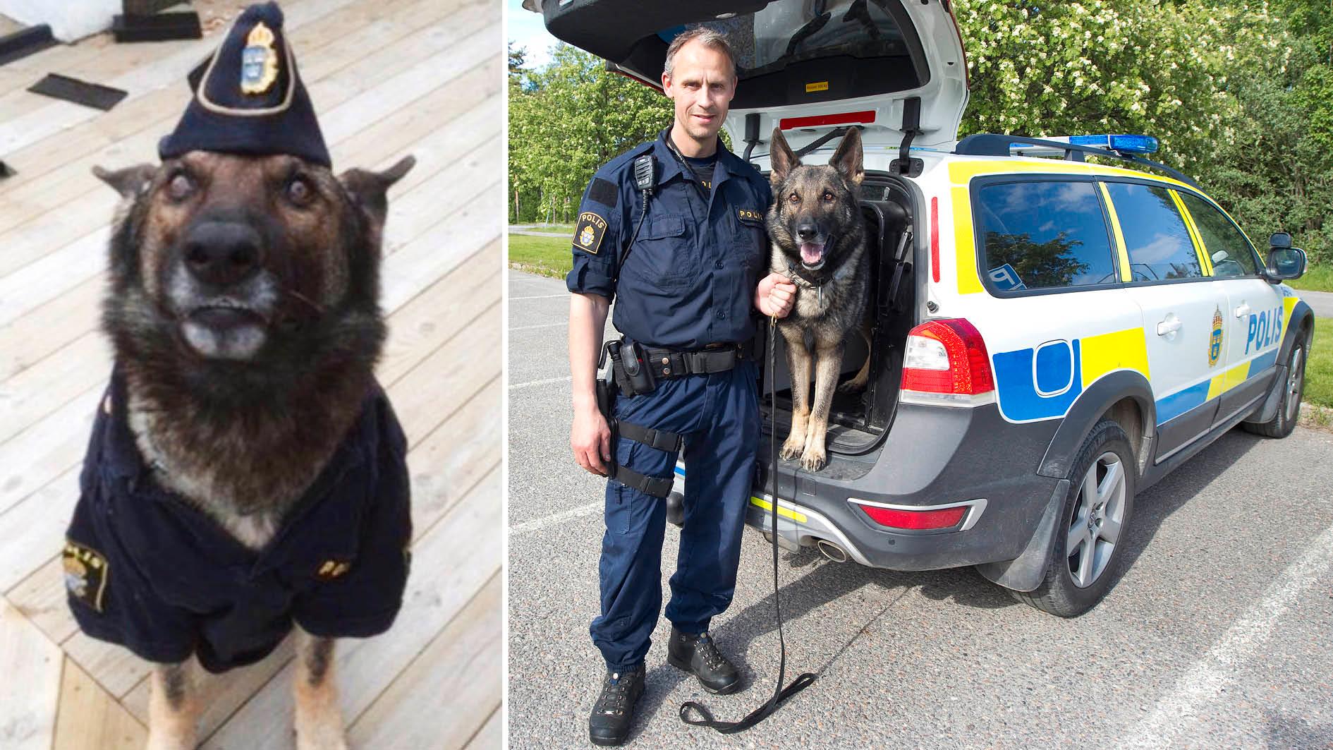 Hundföraren Andreas Tengqvist hittade ”X” hos en privatperson. ”Jag såg direkt en trevlig hund med ett otroligt spårintresse”, säger han.