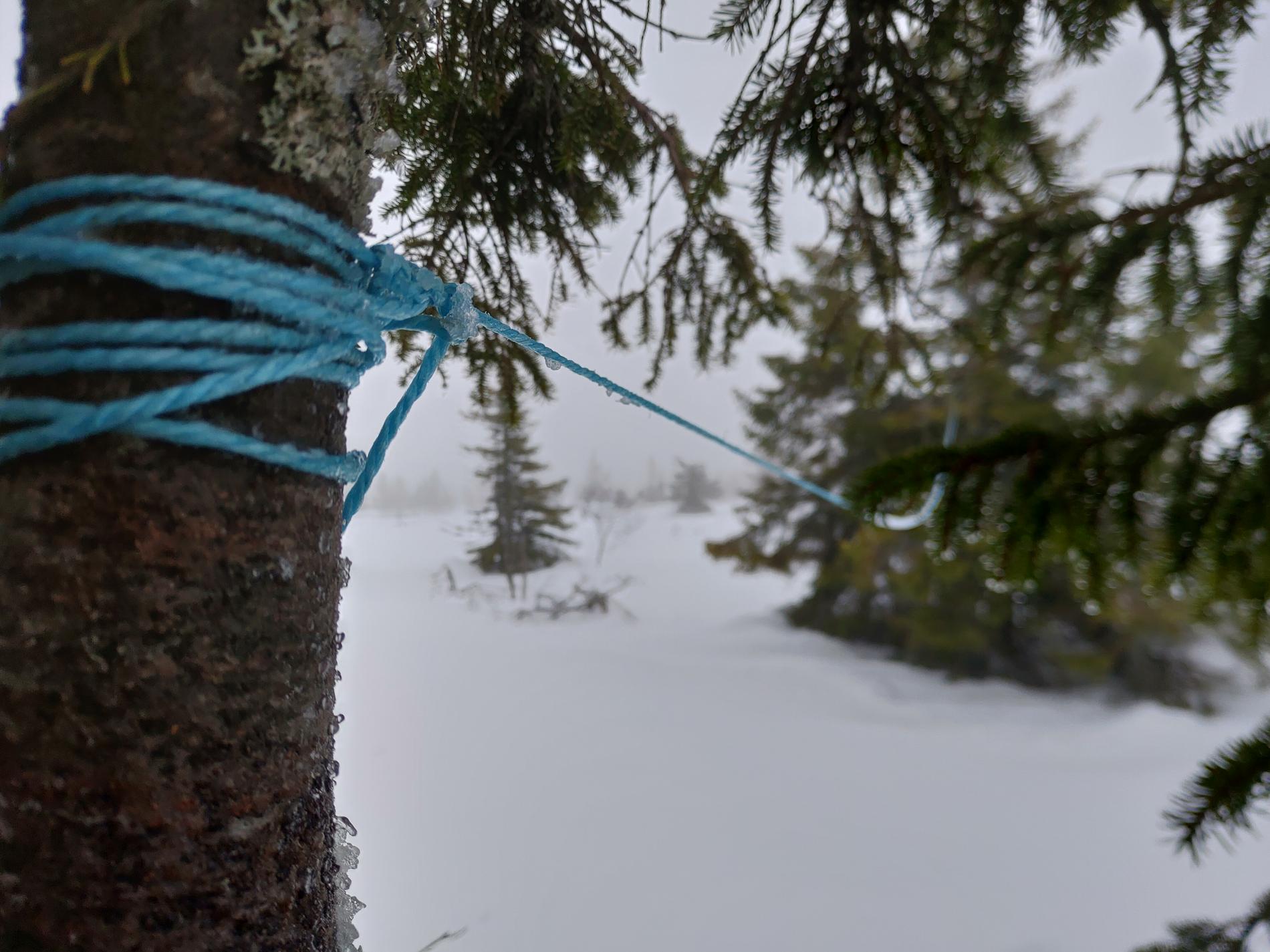 Blått rep som var uppspänt mellan två träd i terrängen. 