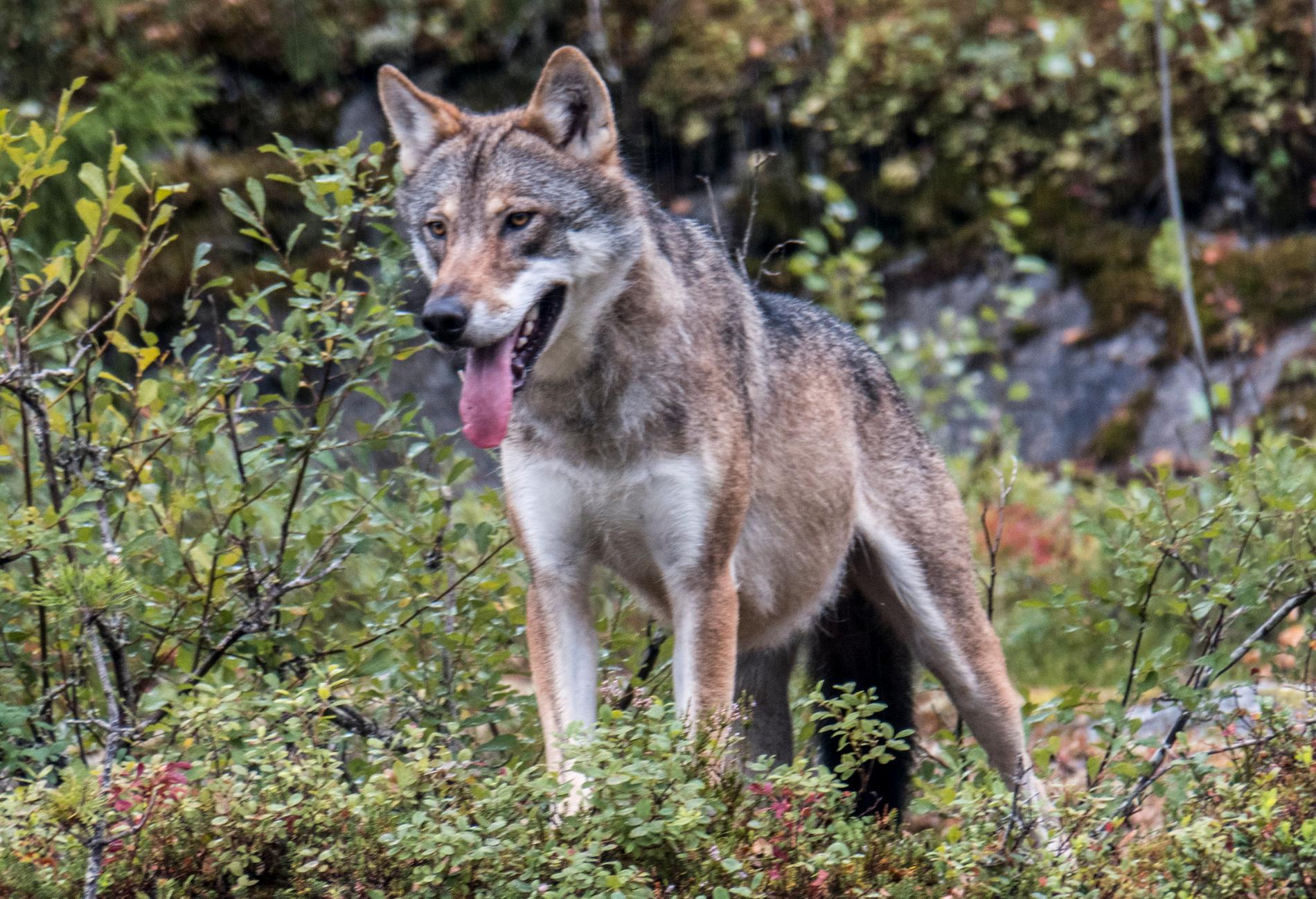 Dagens vilda skandinaviska vargstam är inte en korsning mellan hund och varg, visar ny forskning. Arkivbild.