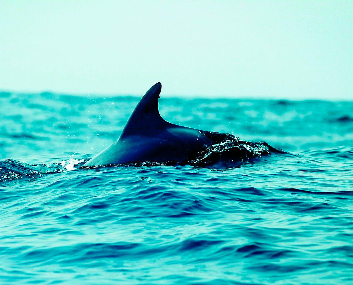 Nyfikna delfiner finns det gott om runt båten.