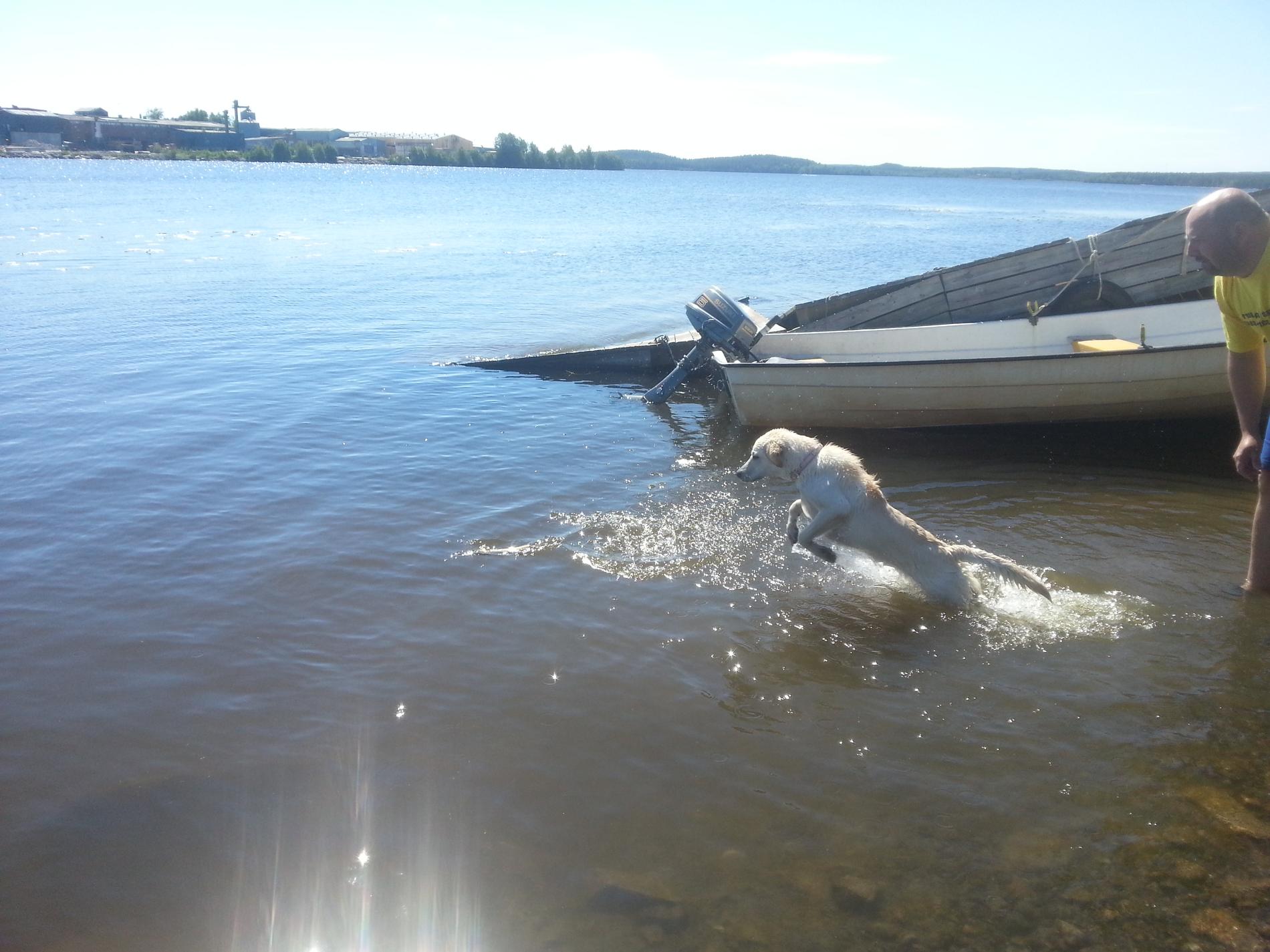 Monica Bergkvists bidrag till sommarbilderna är en bild på labradoren Leia, 6 månader, som älskar vatten.