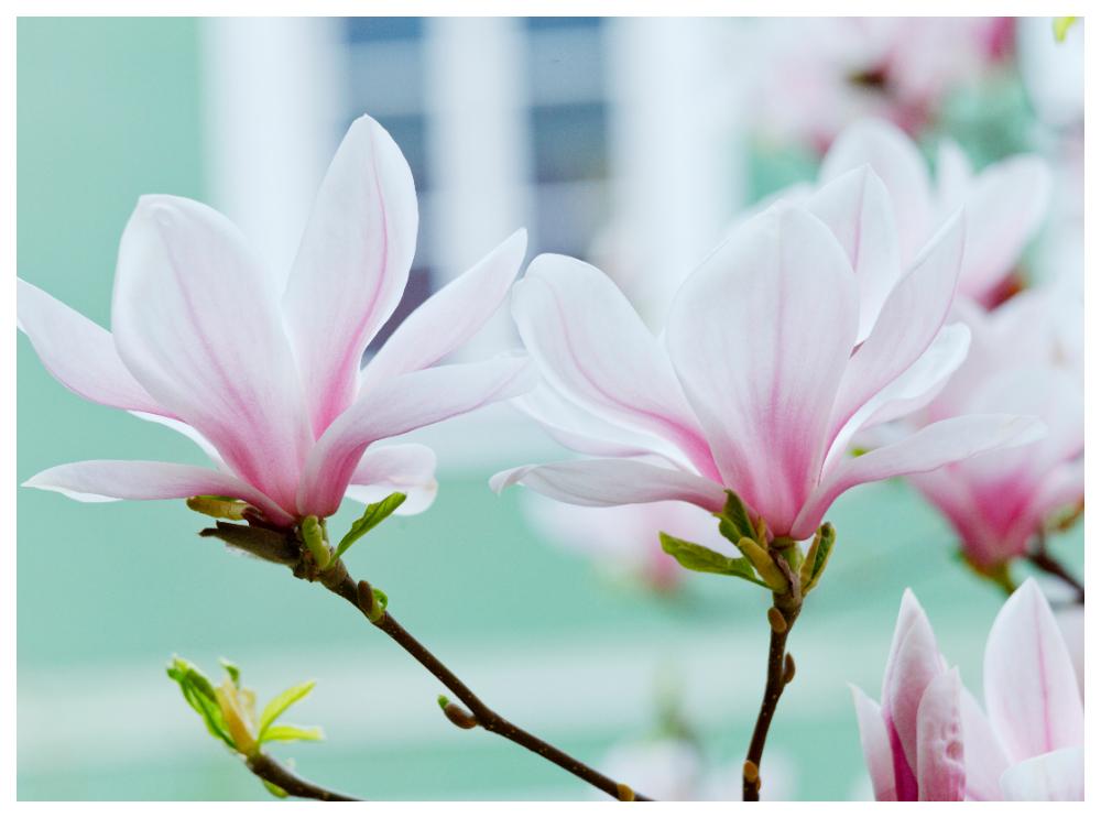 Drömmer du om en egen magnolia? Så här lyckas du med planteringen.