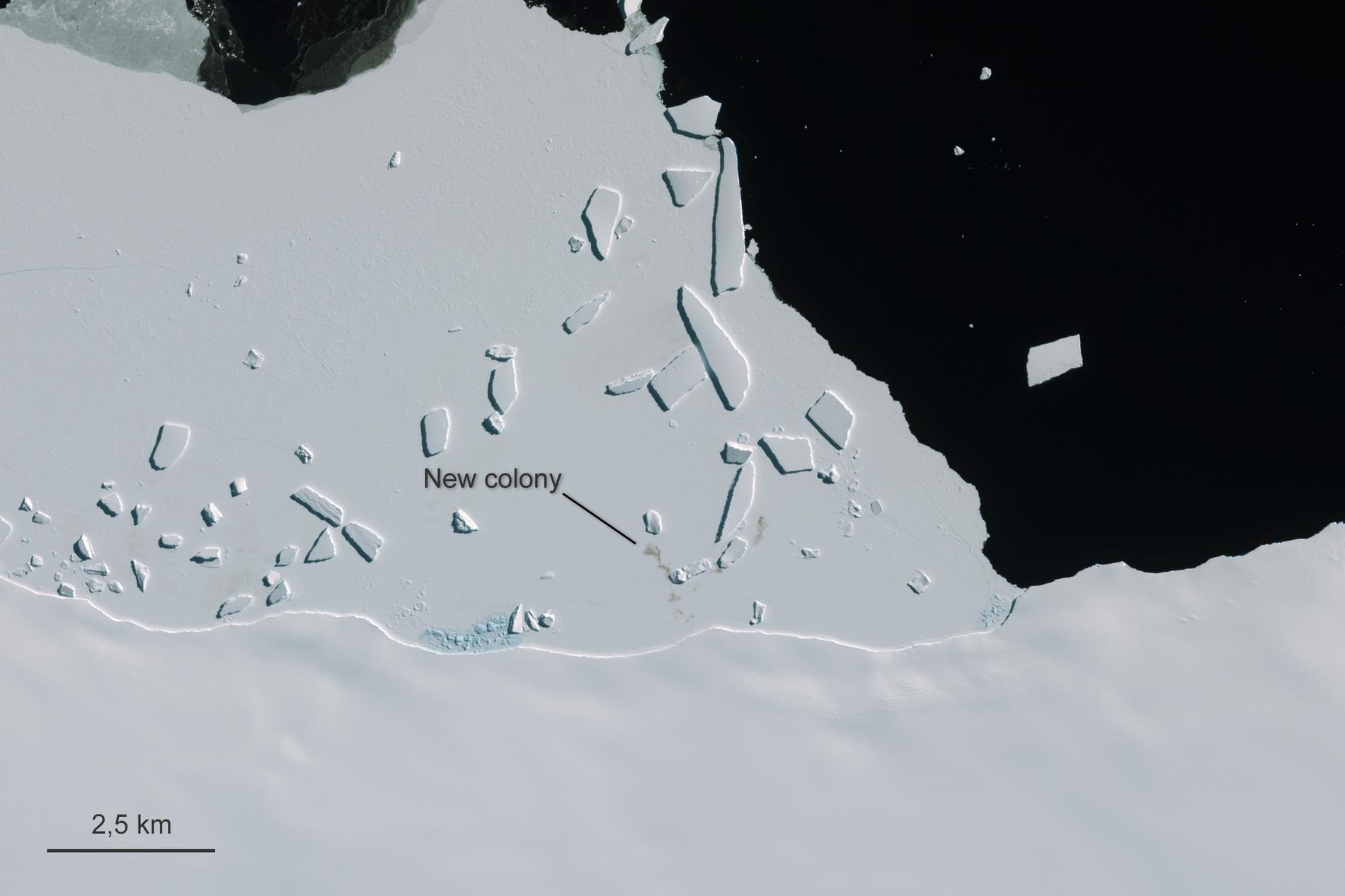 Satellitbilder visar en av de nyupptäckta kejsarpingvinkolonierna i Antarktis.