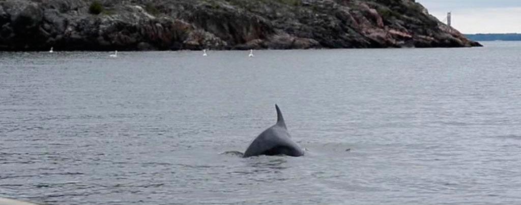 En flasknosdelfin har tidigare i år fotograferats i svenska vatten