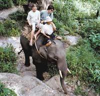 Elefantritt i djungeln.