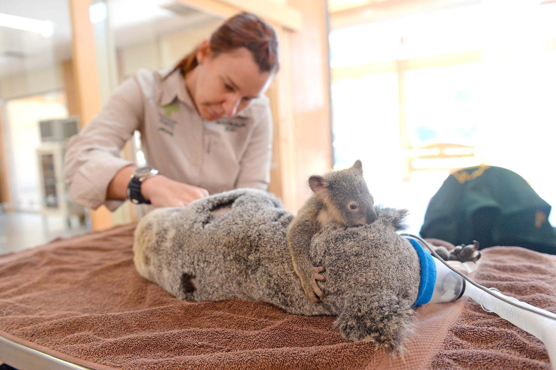 Under övervakning av koalan Phantom sövdes hans mamma Lizzy på Australia Zoo Wildlife Hospital.