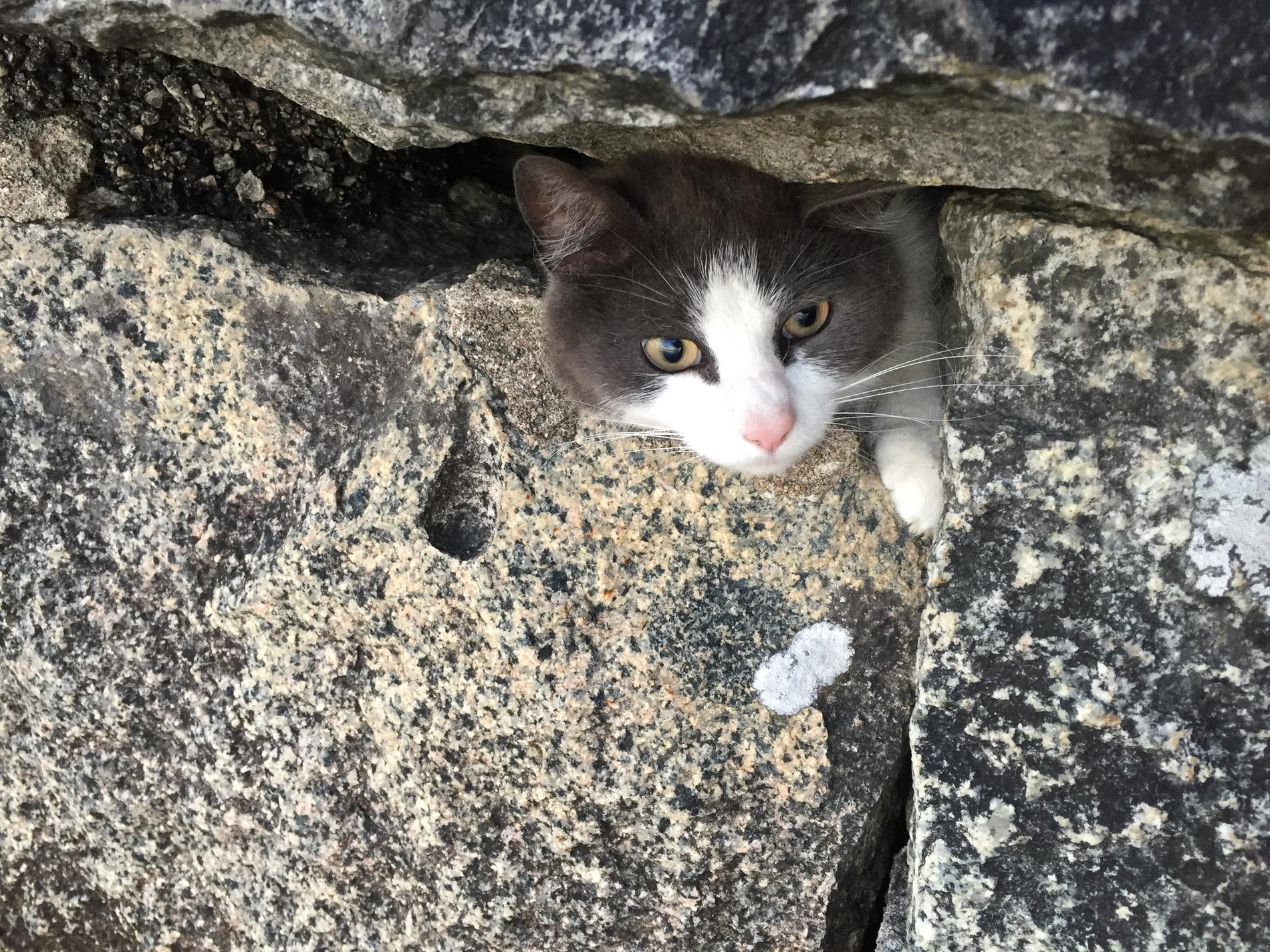 Katten Strumpan fastnade mellan stenarna i en stenmur  i Strängnäs.
