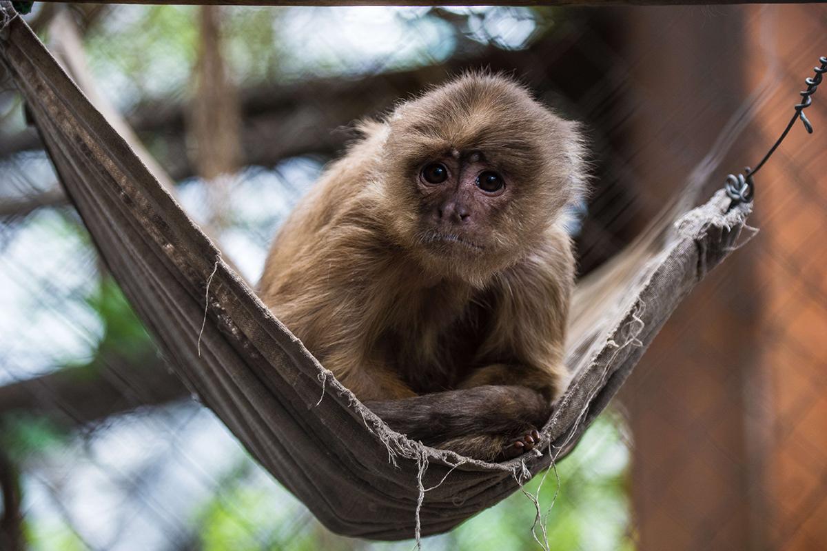 Pe aflor, Chile: 30 kilometer från Santiago sitter omkring 150 apor på ett rehabiliteringscenter för apor som utnyttjats i trafficking. På bilden syns en capuchinapa.