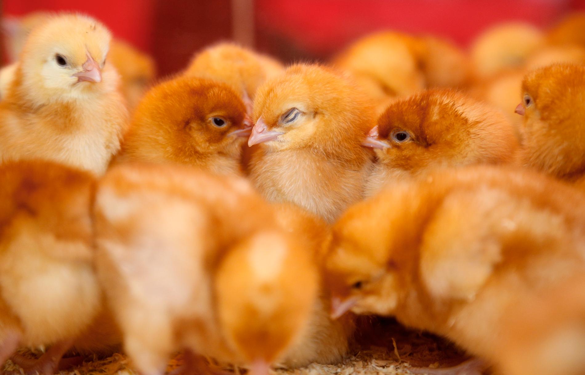 Varför leker kycklingar? Det ska nu forskare ta reda på. Arkivbild.