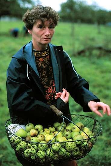 Yvette har rest från Paris för att tillbringa helgen med äppelplockning.