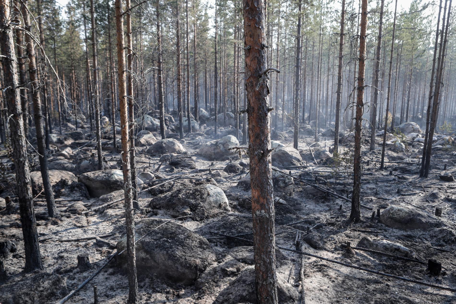 Ett två kilometer stort området brinner norr om Ljusdal i Hälsingland.