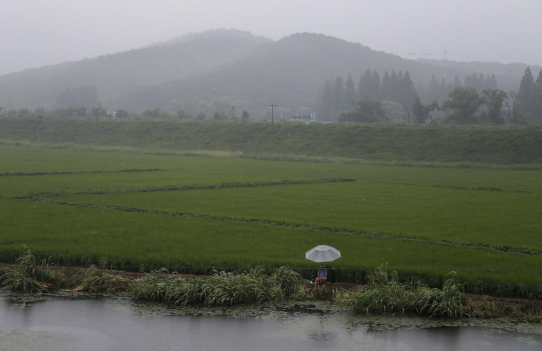 En jordbrukare vid ett risfält utanför Nordkoreas huvudstad Pyongyang. Nu varnar FN för att matbristen i landet kan komma att bli akut efter den minsta skörden på över tio år. Arkivbild.
