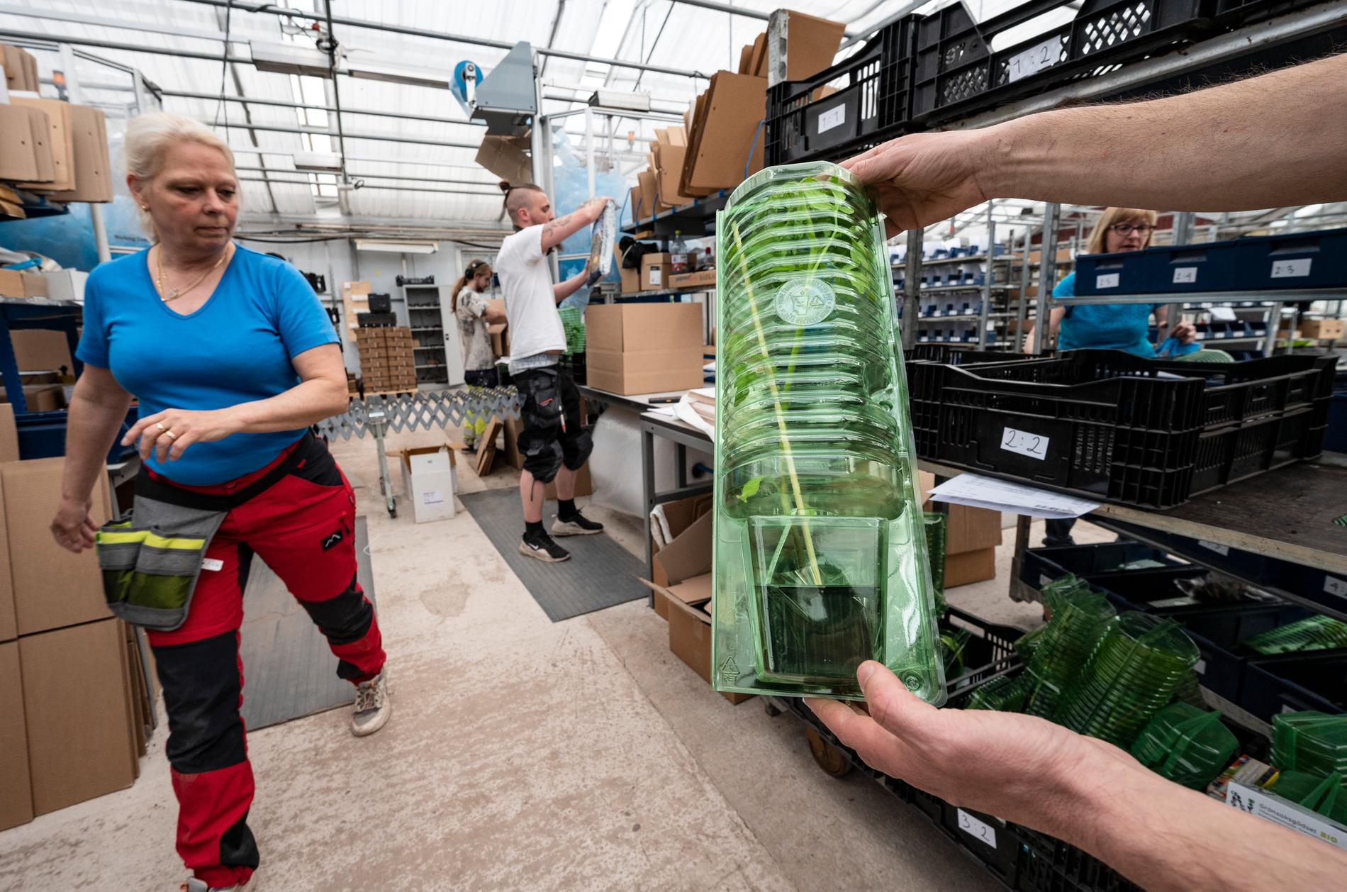 Paketering av grönska pågår – och trycket är högt, både här på Odla.nu i Kristianstad liksom hos deras konkurrenter runt om i landet.