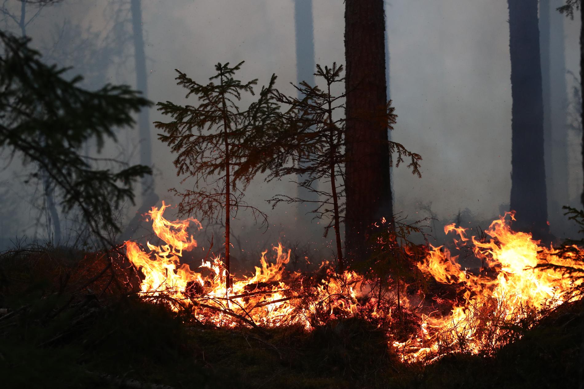Risken för skogsbrand är stor.