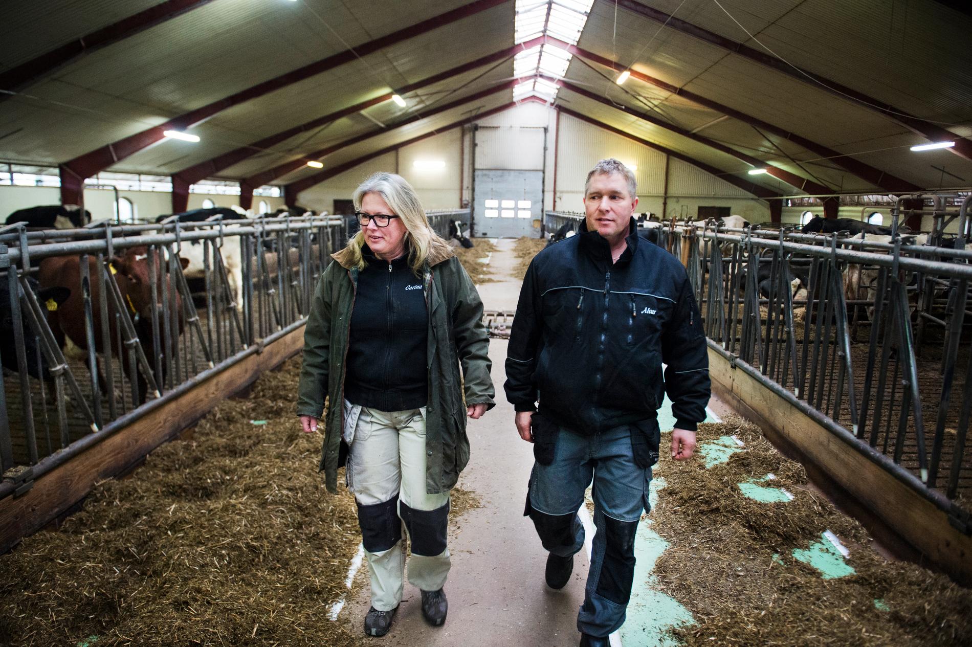 Mjölkbönderna Carina och Alvar Sonesson i skånska Stockamöllan tar situationen med virusutbrottet på allvar, men än så länge rullar allt på som vanligt på Gunnaröds gård. Arkivbild.