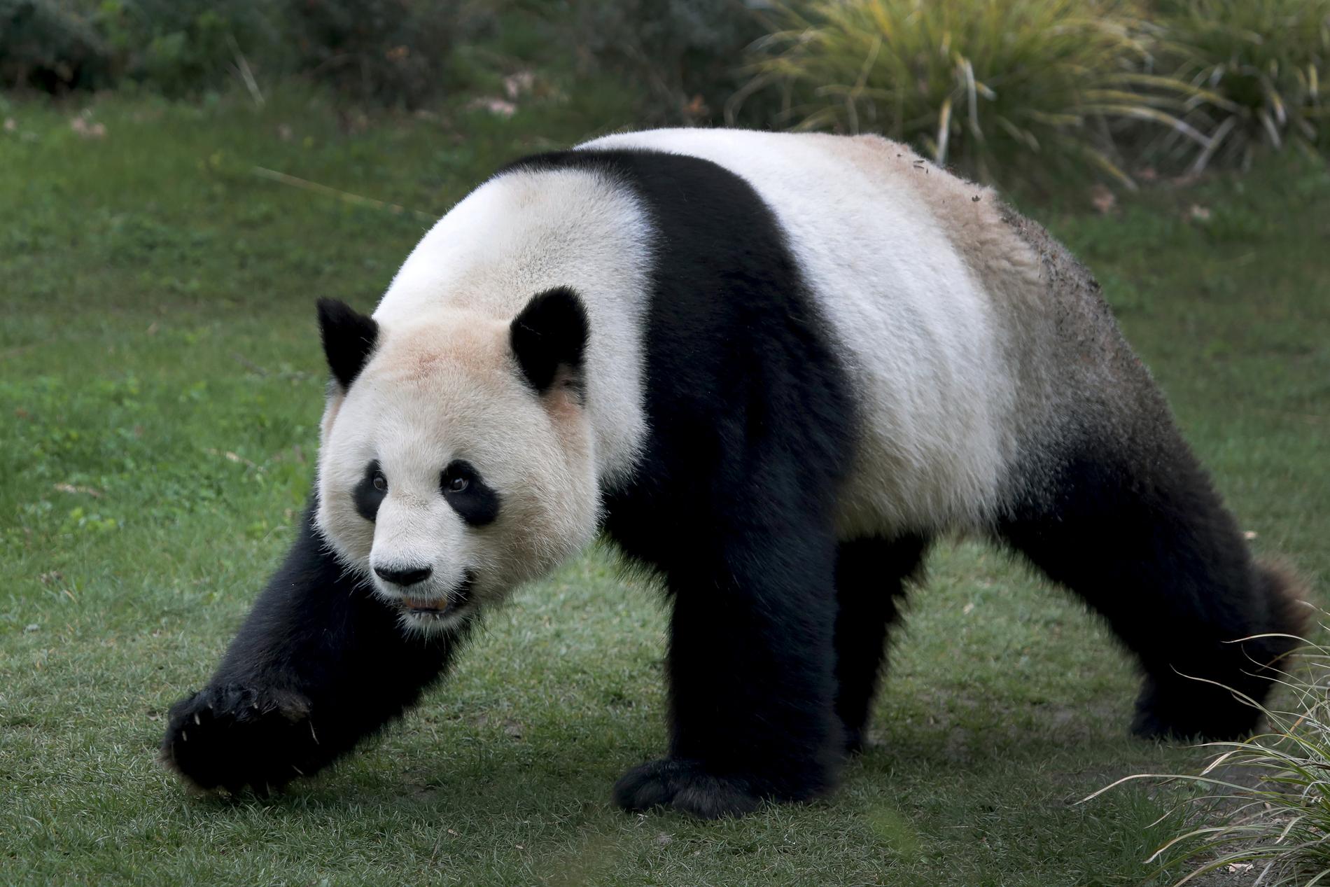 Under torsdagen får allmänheten en första chans att se pandor på Köpenhamns zoo. Arkivbild på panda i Berlin.
