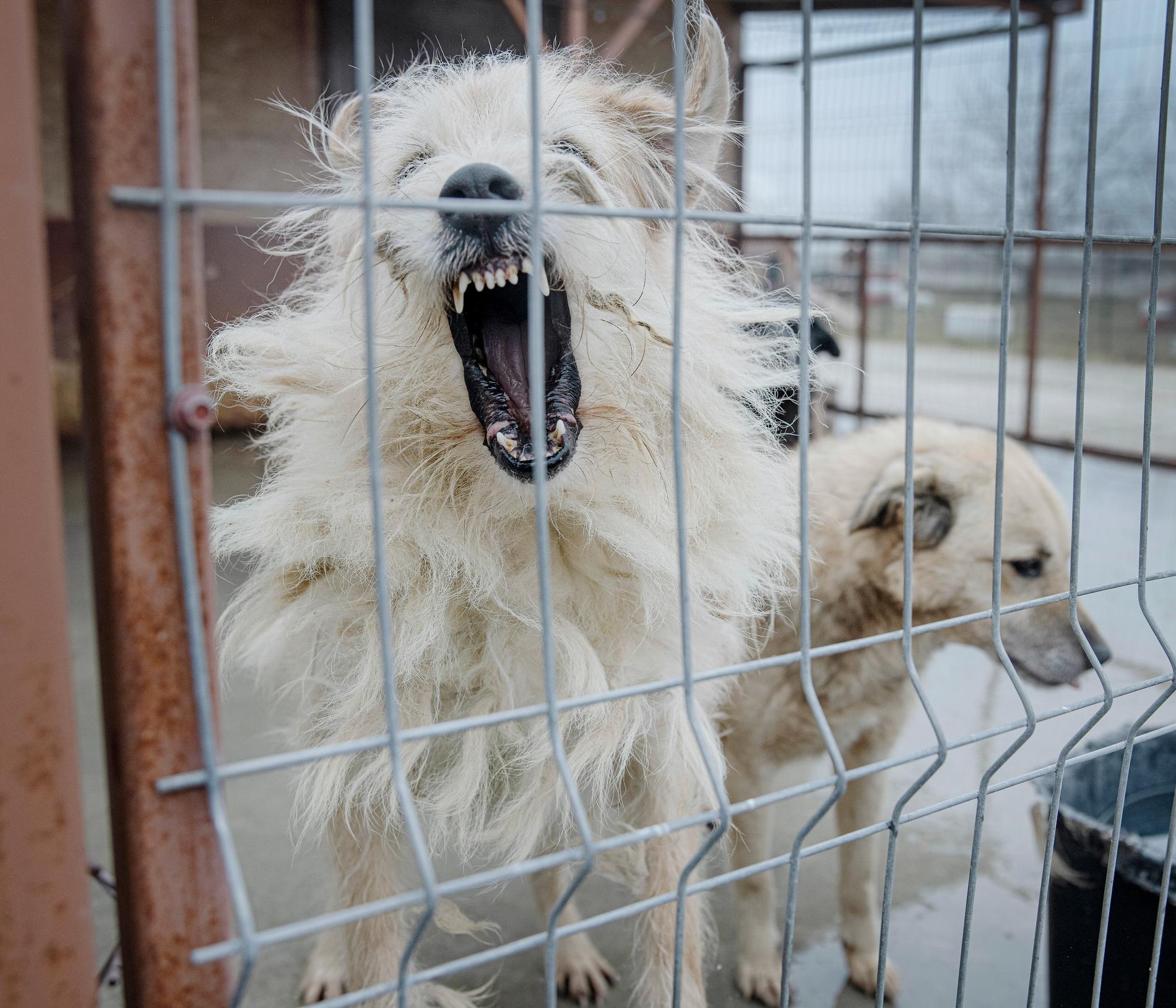  Hundratals hemlösa hundar på en gård utanför Bukarest i Rumänien. Under pandemin sågs en uppgång av antalet hundar som lämnades på gatan. Många av dem hade bott på restauranger och liknande som tvingats stänga på grund av pandemin. Flera organisationer arbetar hårt för att rädda hundarna och få dem adopterade till andra länder.
