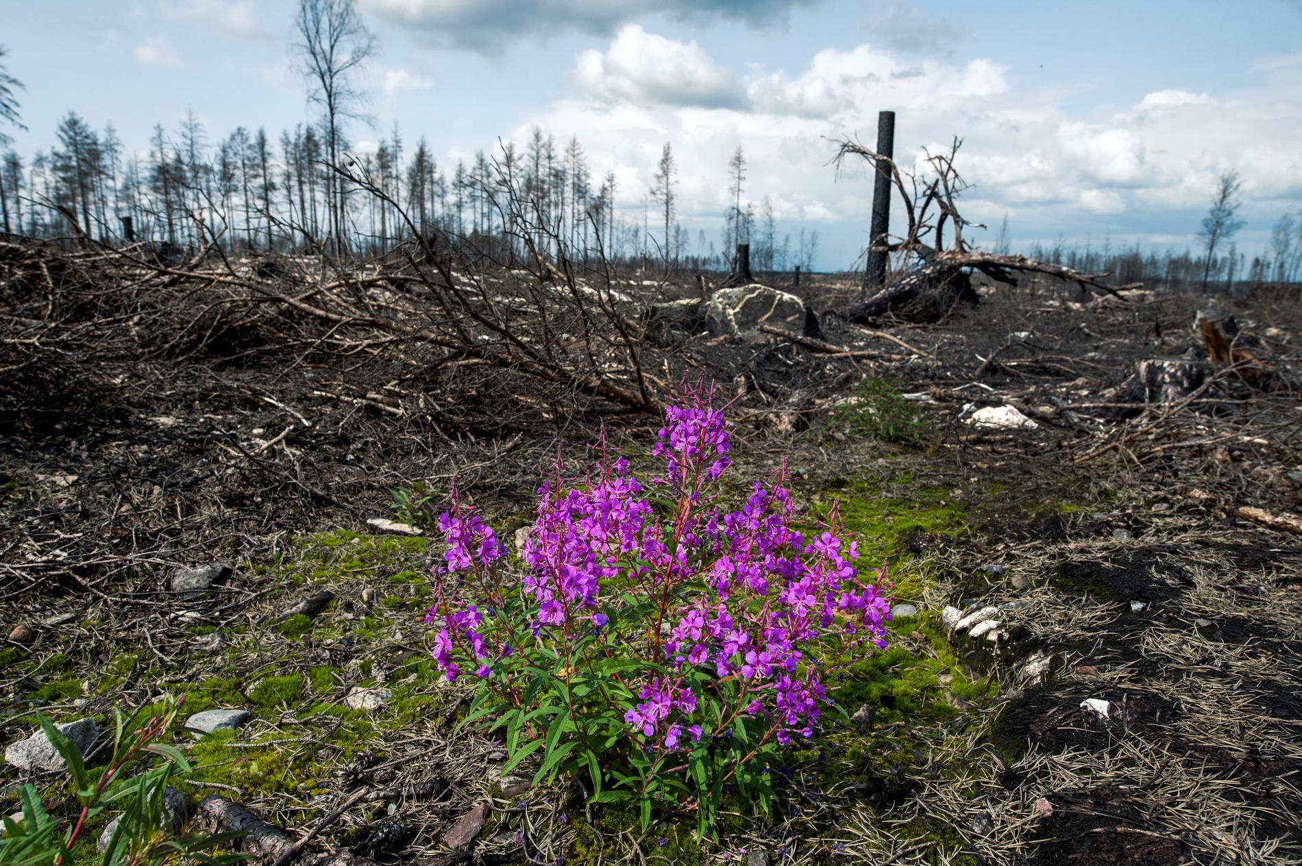 Sörhörende, ett år efter skogsbranden i Västmanland 2014. Ett färskt avgörande från HD kan få stor betydelse för de skogsägare som söker ersättning för skador som uppkom i samband med branden.