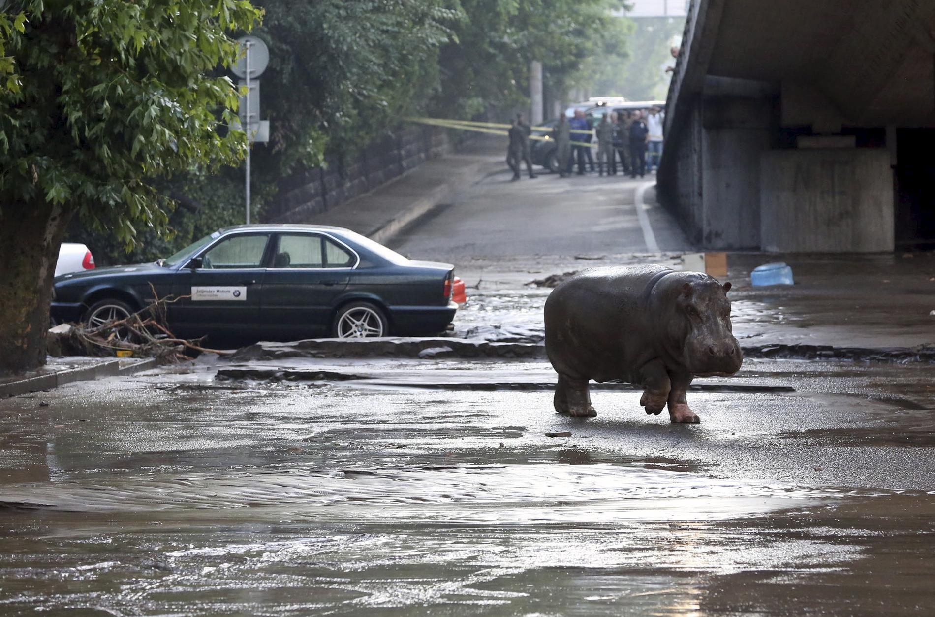 Flera djur har rymt smitit Tbilisis djurpark efter att vattnet förstört stängsel och burar.
