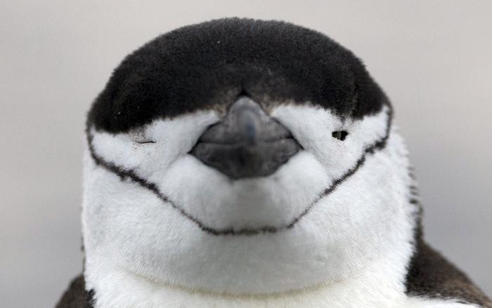 Hakremspingvinerna minskar i antal i Antarktis, uppger forskare. Arkivbild.