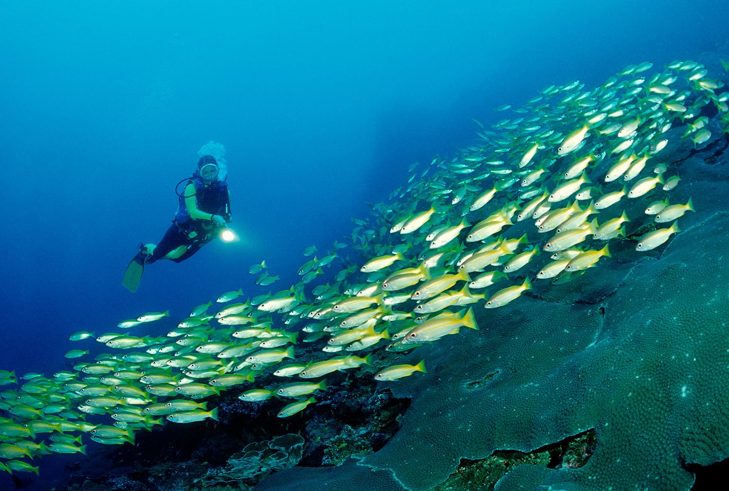 Koh Tachai är en del av ögruppen Similans nationalpark, oerhört populärt inte minst bland dykare.