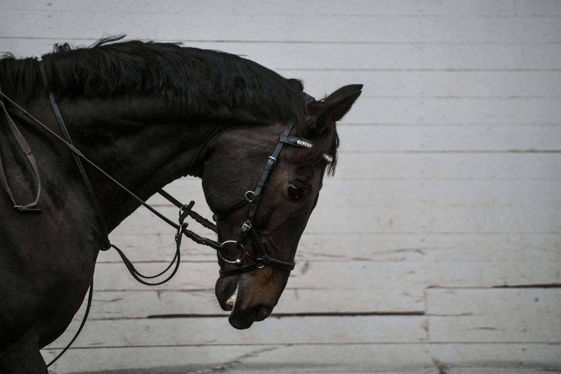 Flera hästar rymde från en ridskola i Borås på söndagskvällen, dock inte hästen på bilden. Arkivbild.