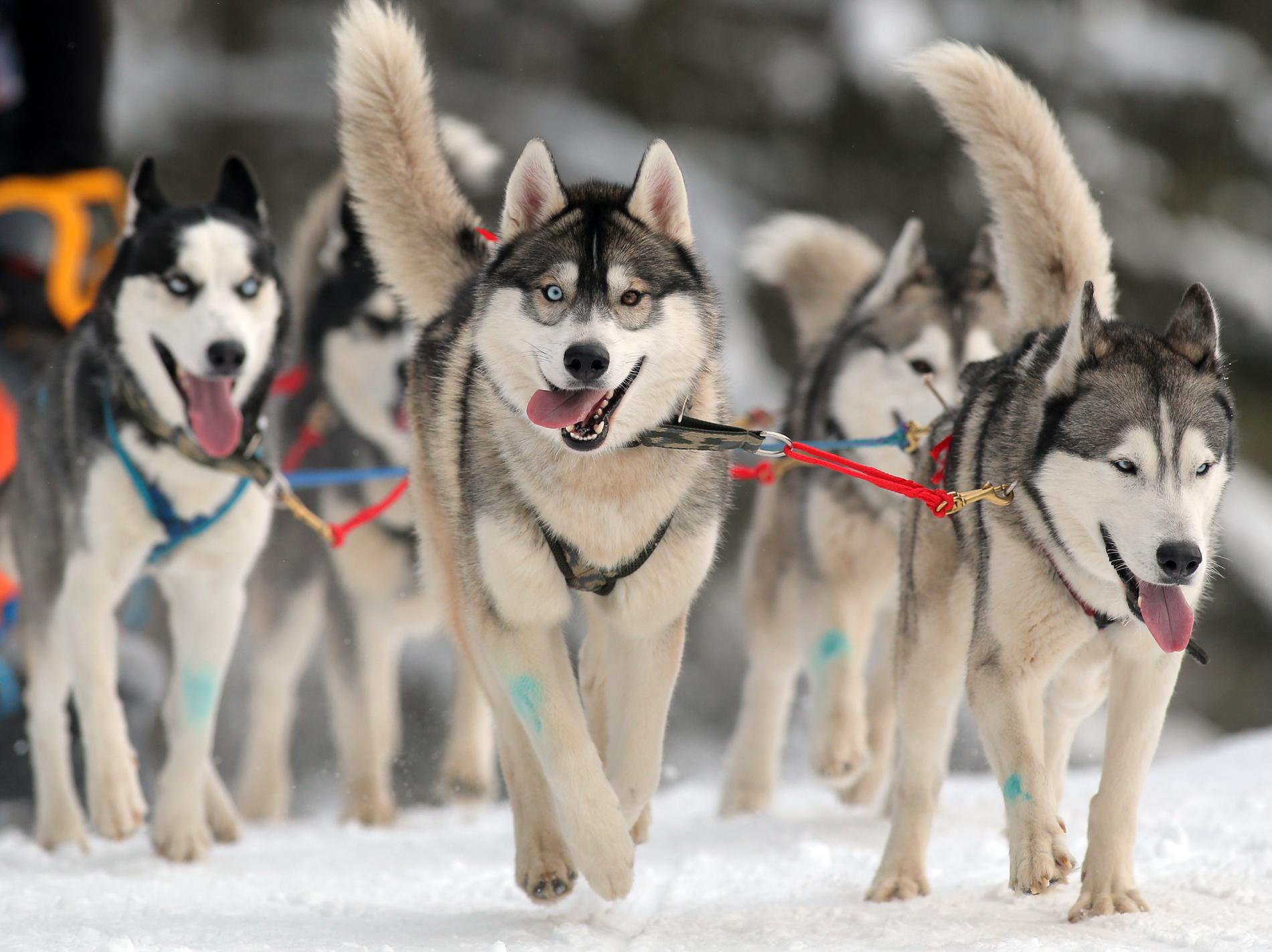 Över 50 draghundar ska säljas enligt ett beslut av Länsstyrelsen i Norrbotten. Hundarna på bilden är inte de som artikeln handlar om. Arkivbild.