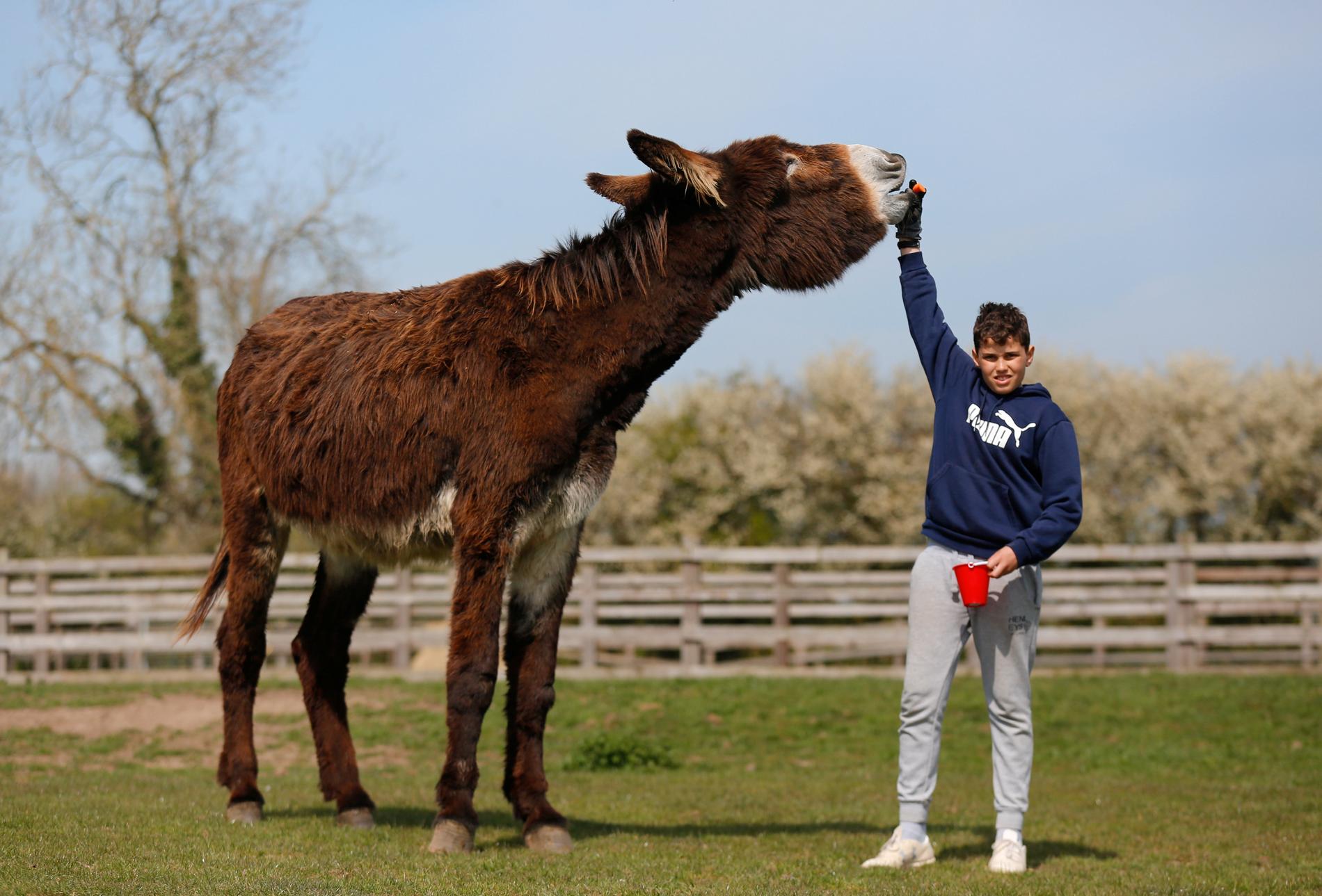 SNÄLL JÄTTE Derrick är Storbritanniens största åsna och bor på Radcliffe Donkey Sanctuary. Han beskrivs som väldigt snäll och brukar kallas ”Gentle Giant”, den snälle jätten. 