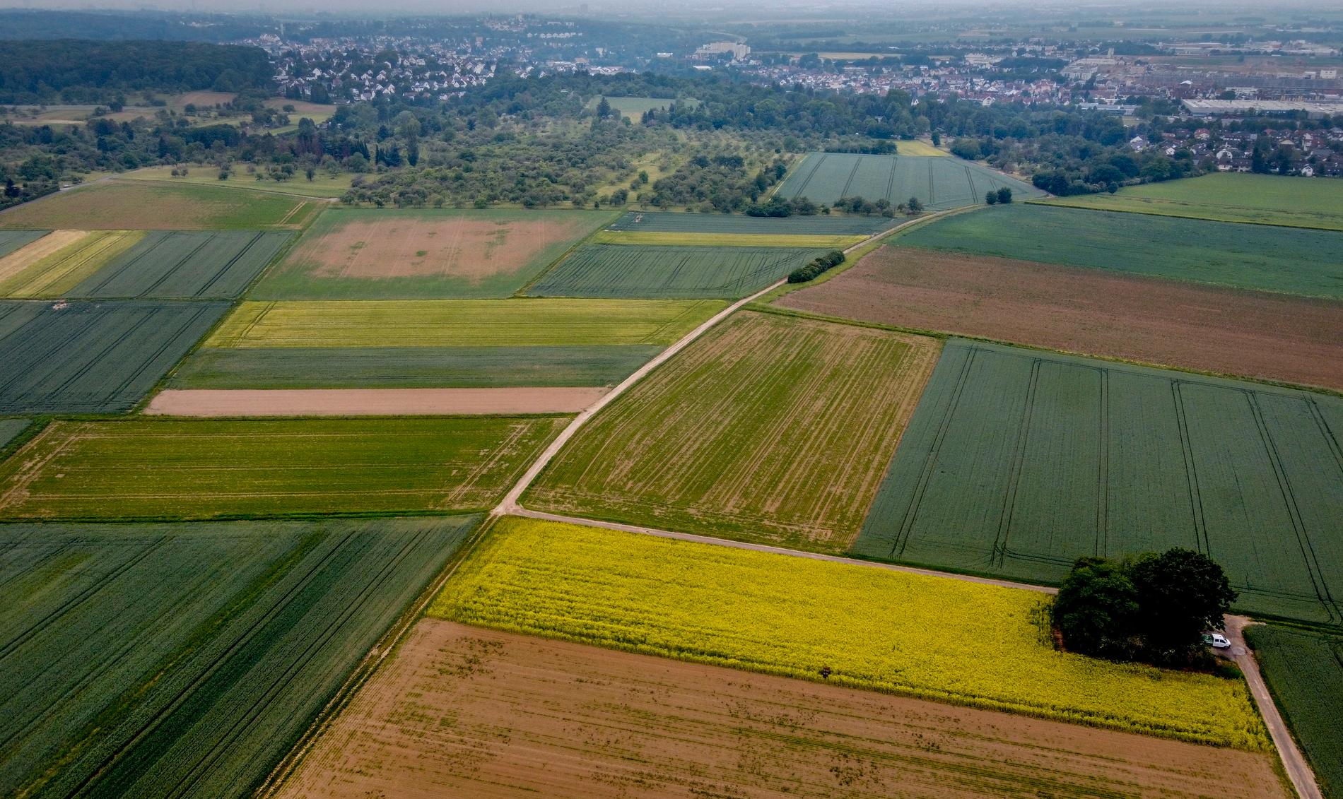 Tyskland lättar på restriktioner för säsongsarbetare inom jordbruket. Arkivbild.
