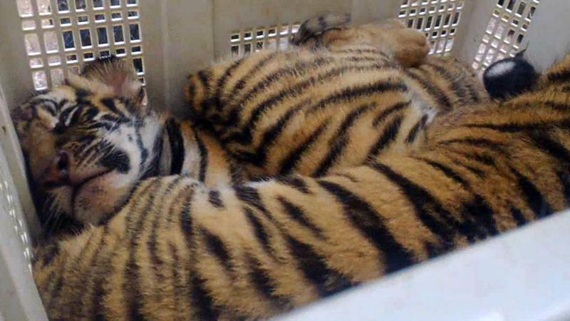 Två tigerungar i en trång bur omhändertogs.