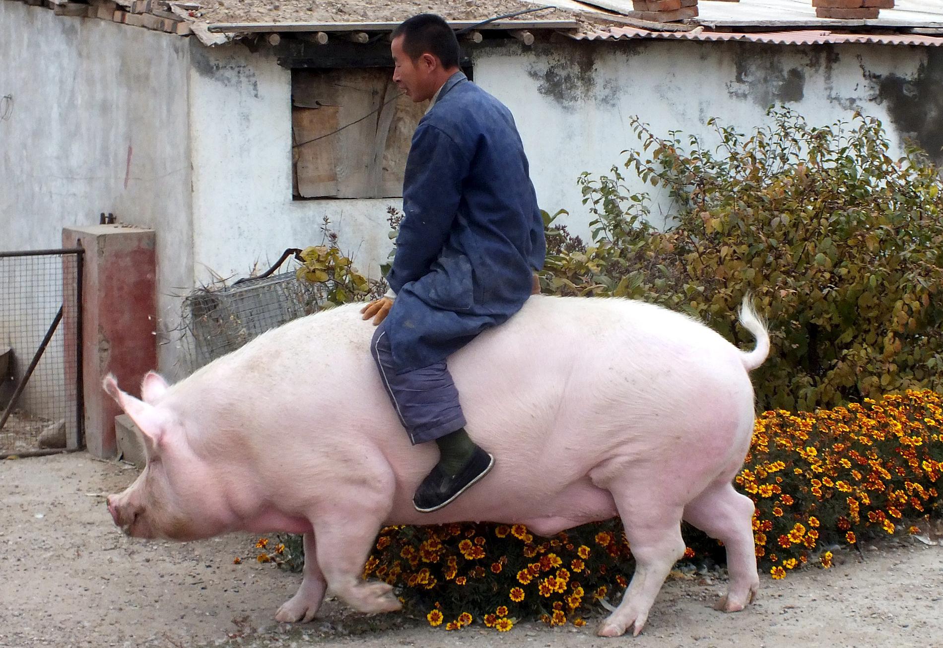 Kinesiske bonden Zhang Xianping skonade sin två år gamla gris "stora dyrbara" från slakt och behöll den som husdjur.