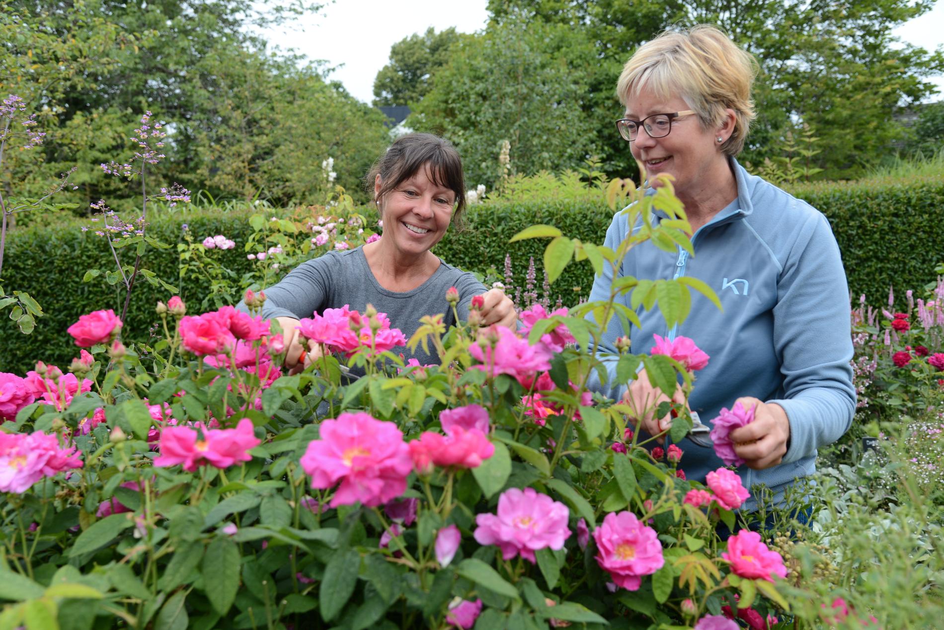 Trädgårdsmästarna Maria Nilsson och Anette Cato driver Den engelska trädgården på Svabesholm i Skåne. Deras visningsträdgård är främst inriktad på de engelska så kallade Austinrosorna, som lockar besökare från stora delar av landet.