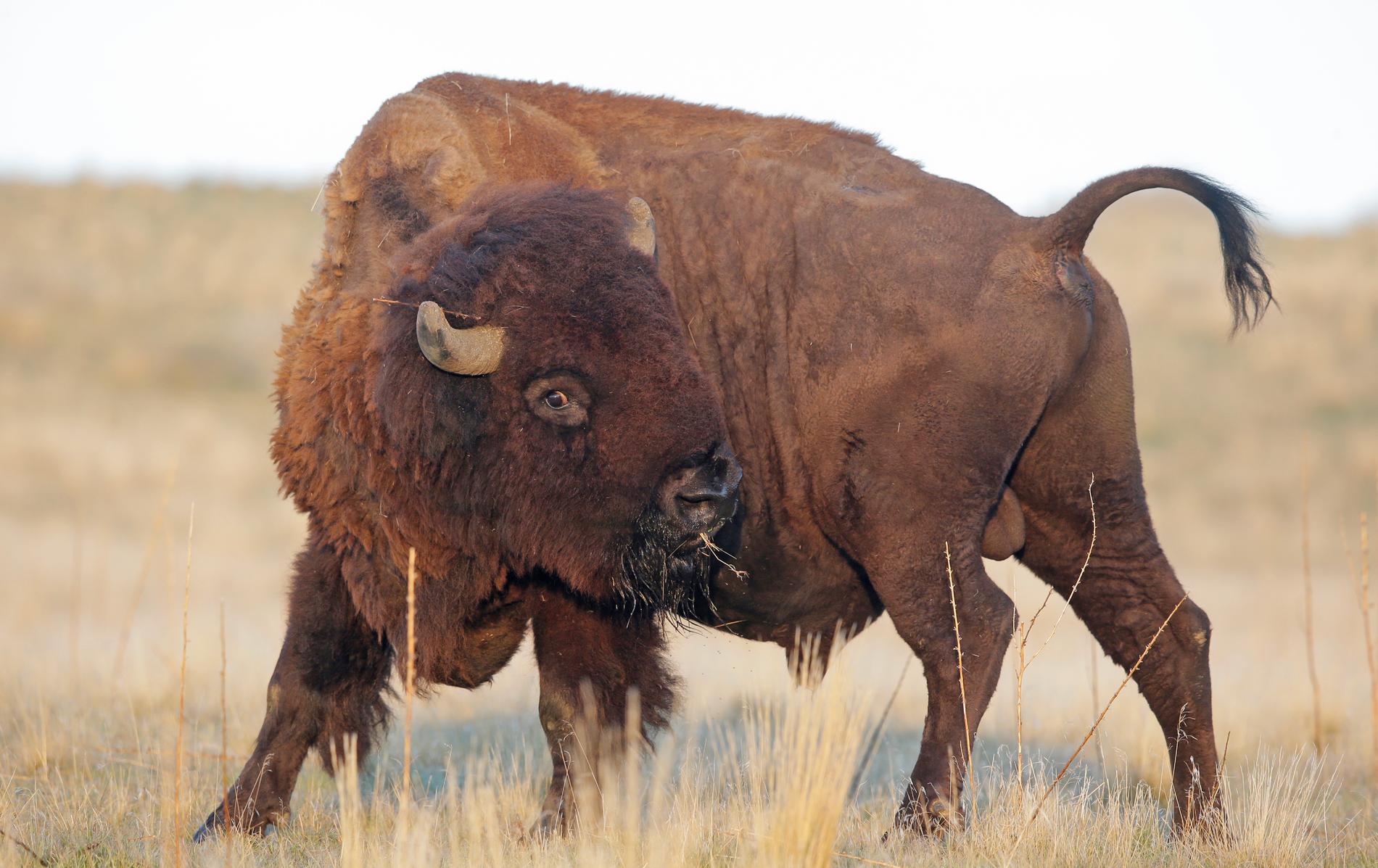 Intresset för att jaga bisonoxe är stort i USA. Arkivbild.