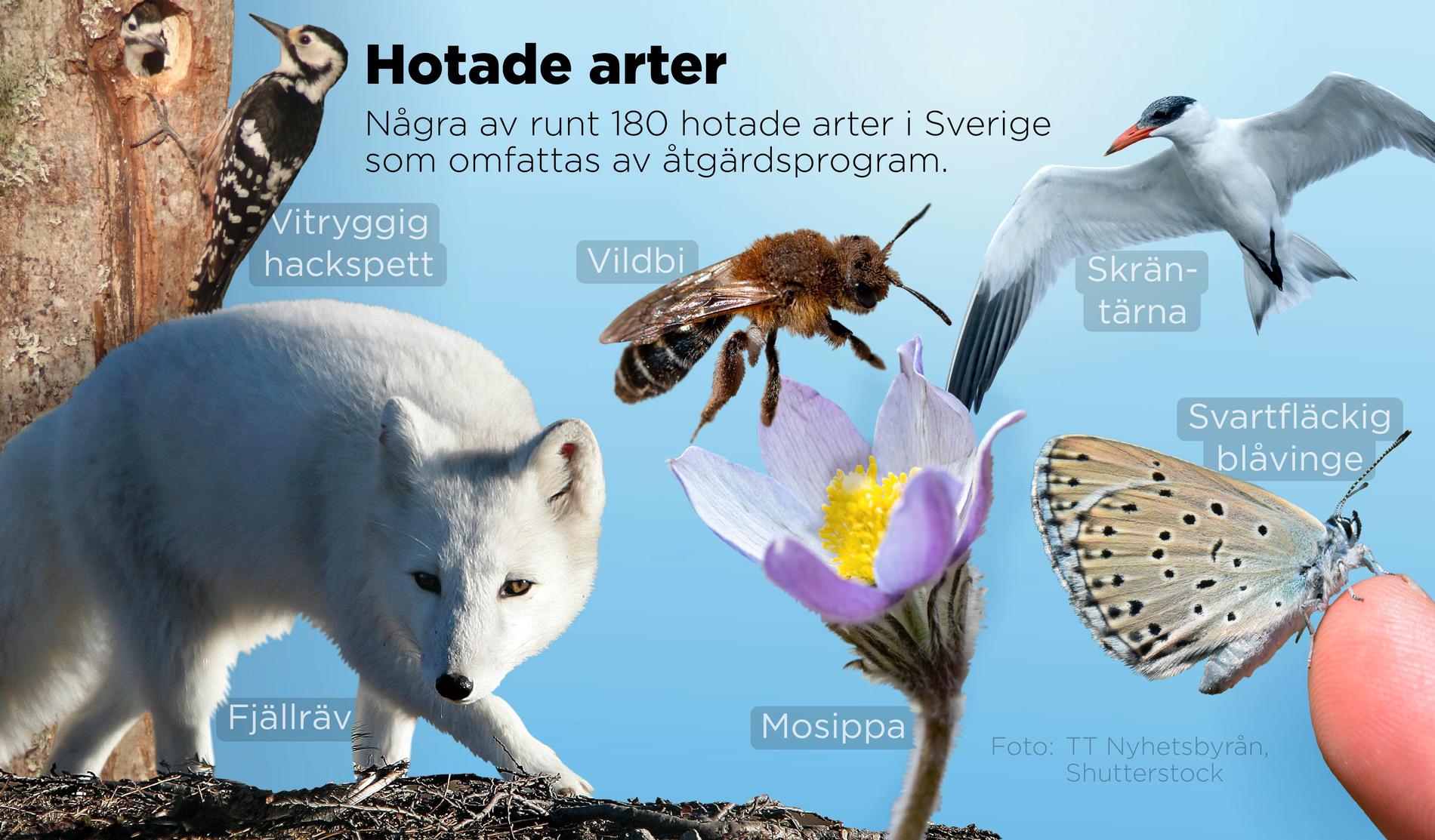 Några av runt 180 hotade arter i Sverige som omfattas av åtgärdsprogram.