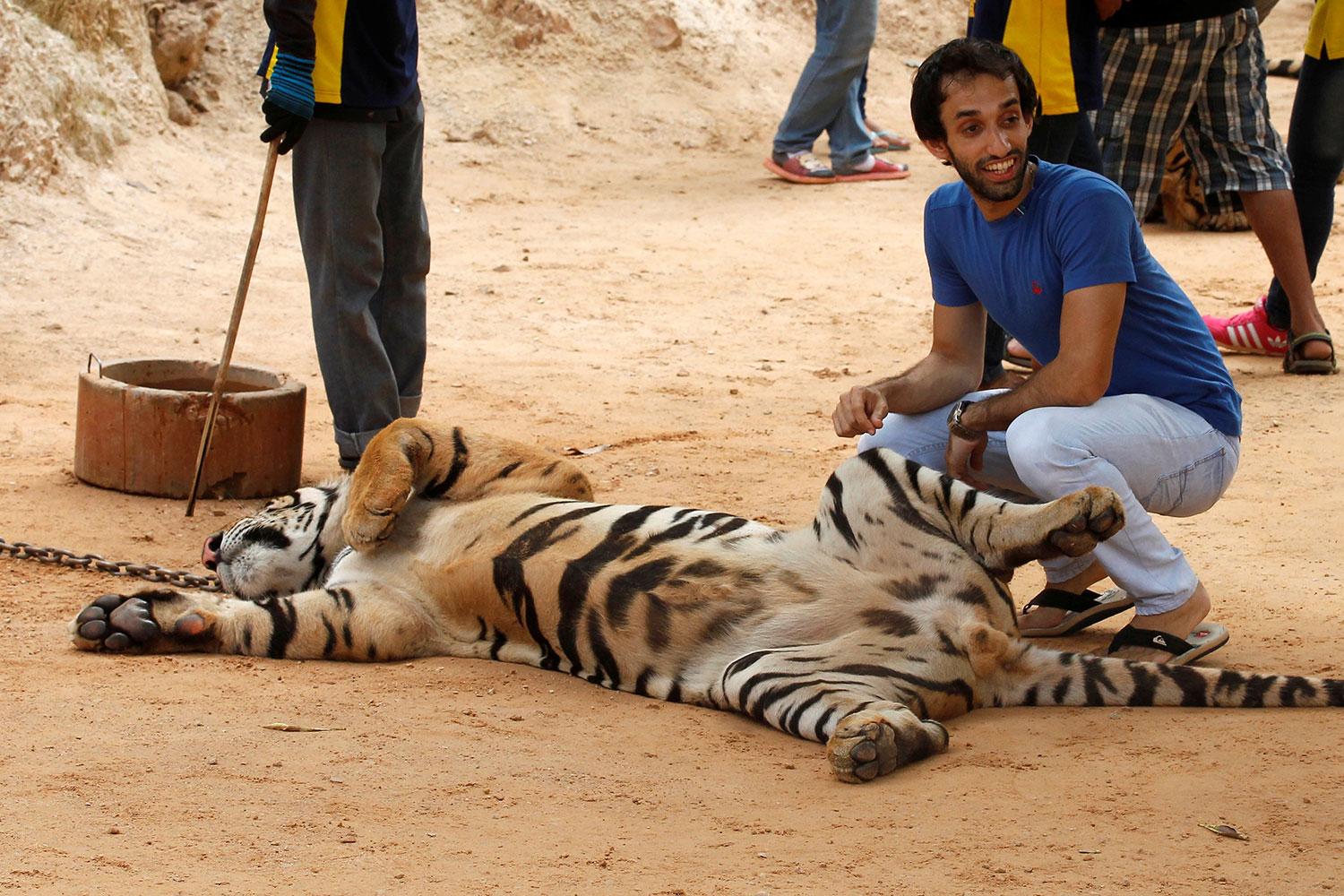 Besökare kan gå runt och ta bilder med tigrarna.