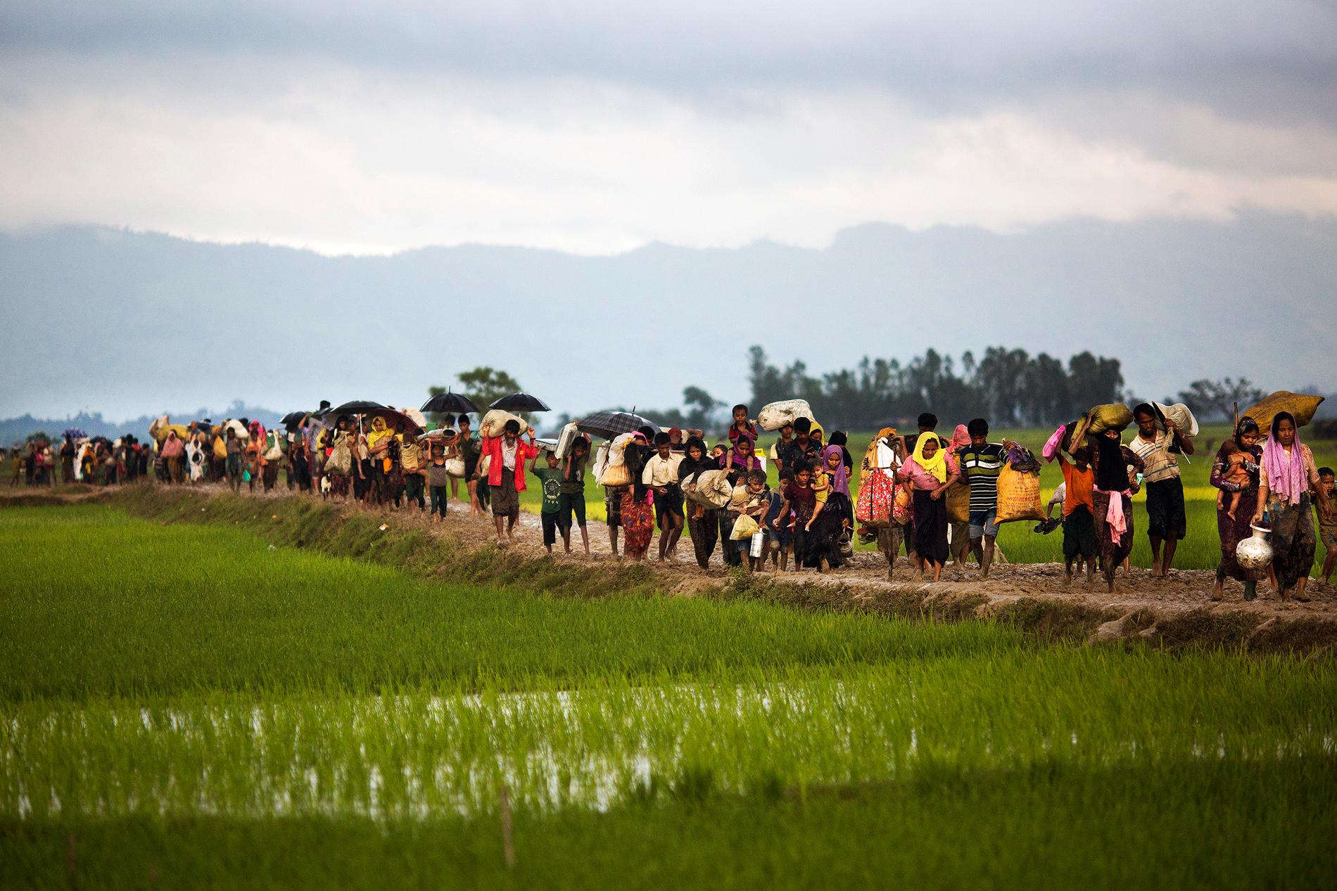 Rohingyas korsar risfält för att försöka ta sig över till Bangladesh.