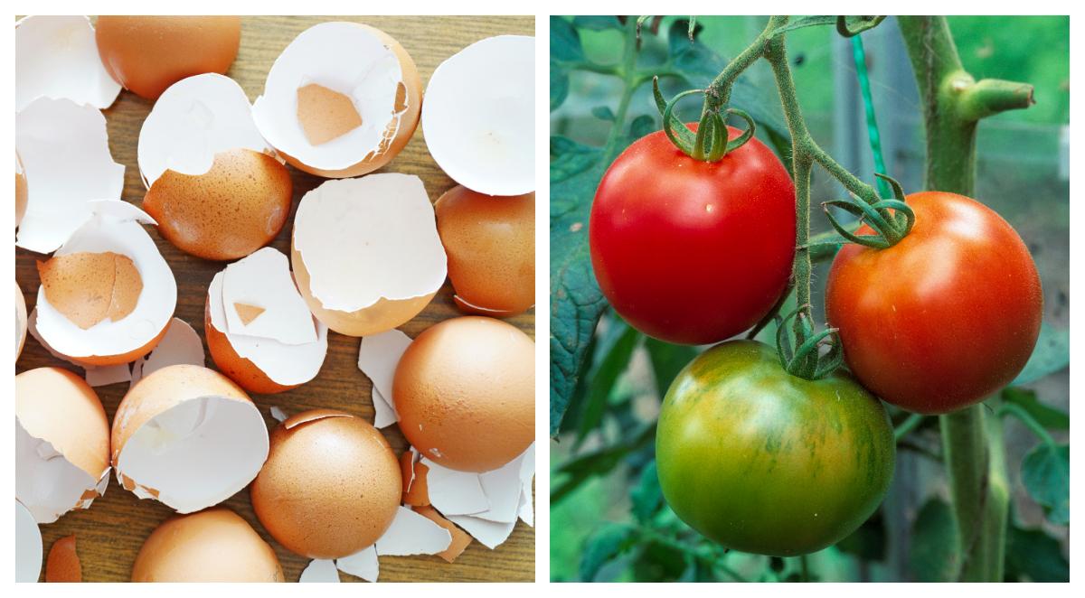 Tomater älskar kalciumet som äggskalen tillför.