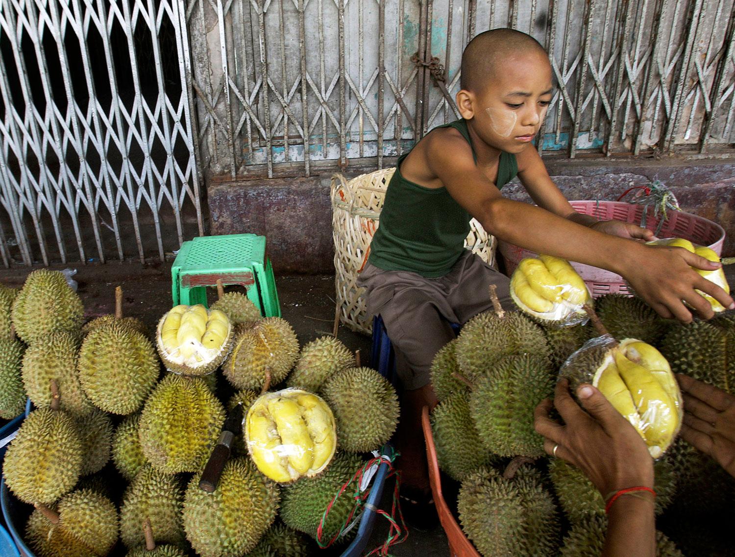 Durian-frukterna väger vanligtvis mellan ett och tre kilo.