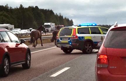 Lösa hästar springer mot trafiken på E4:an utanför Gävle.