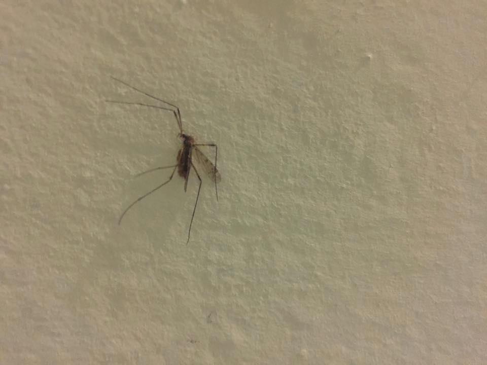 På väggarna satt döda insekter.