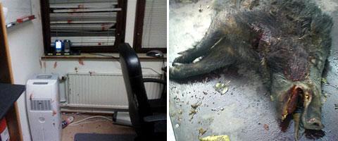 Vildsvinet hoppade rakt in genom det tjocka glasfönstret och in på kontoret i Järna. Efter att ha blivit utmotad med en kvast blev djuret överkört.