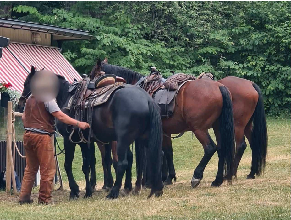 Hästarna strax innan de fick panik och rymde. Till vänster i bild syns pålarna de slet loss och fick med sig.