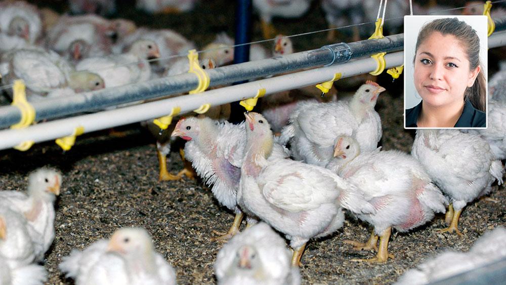 Genom att kycklingar bor trångt, är avlade att växa snabbt samt genererar mycket kött av lite foder hålls kostnaderna nere för kycklingproduktionen, skriver Francesca Vilches, Djurens Rätt.