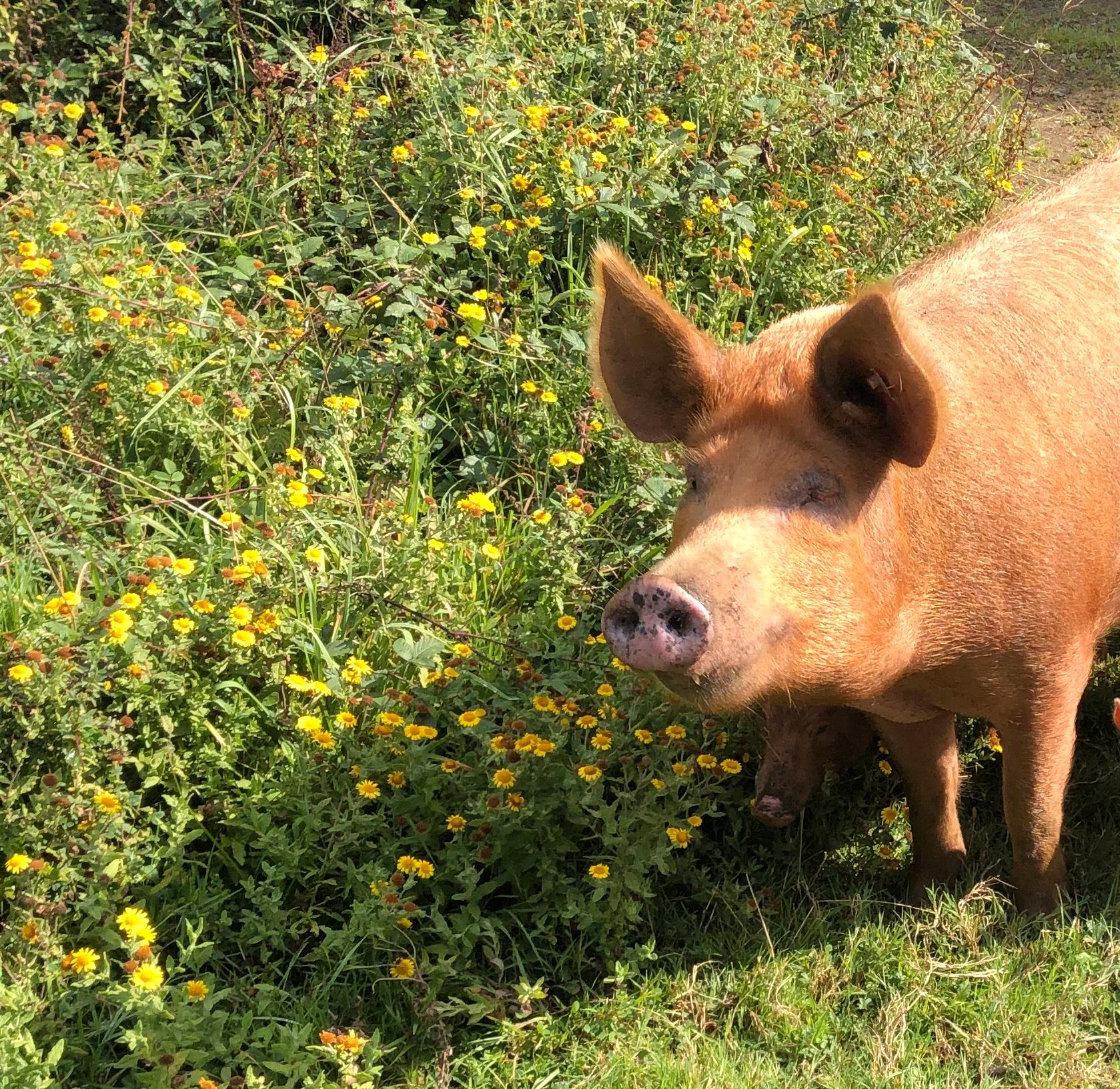 Blommor som inte setts till på flera år kommer fram efter grisarnas bökande.