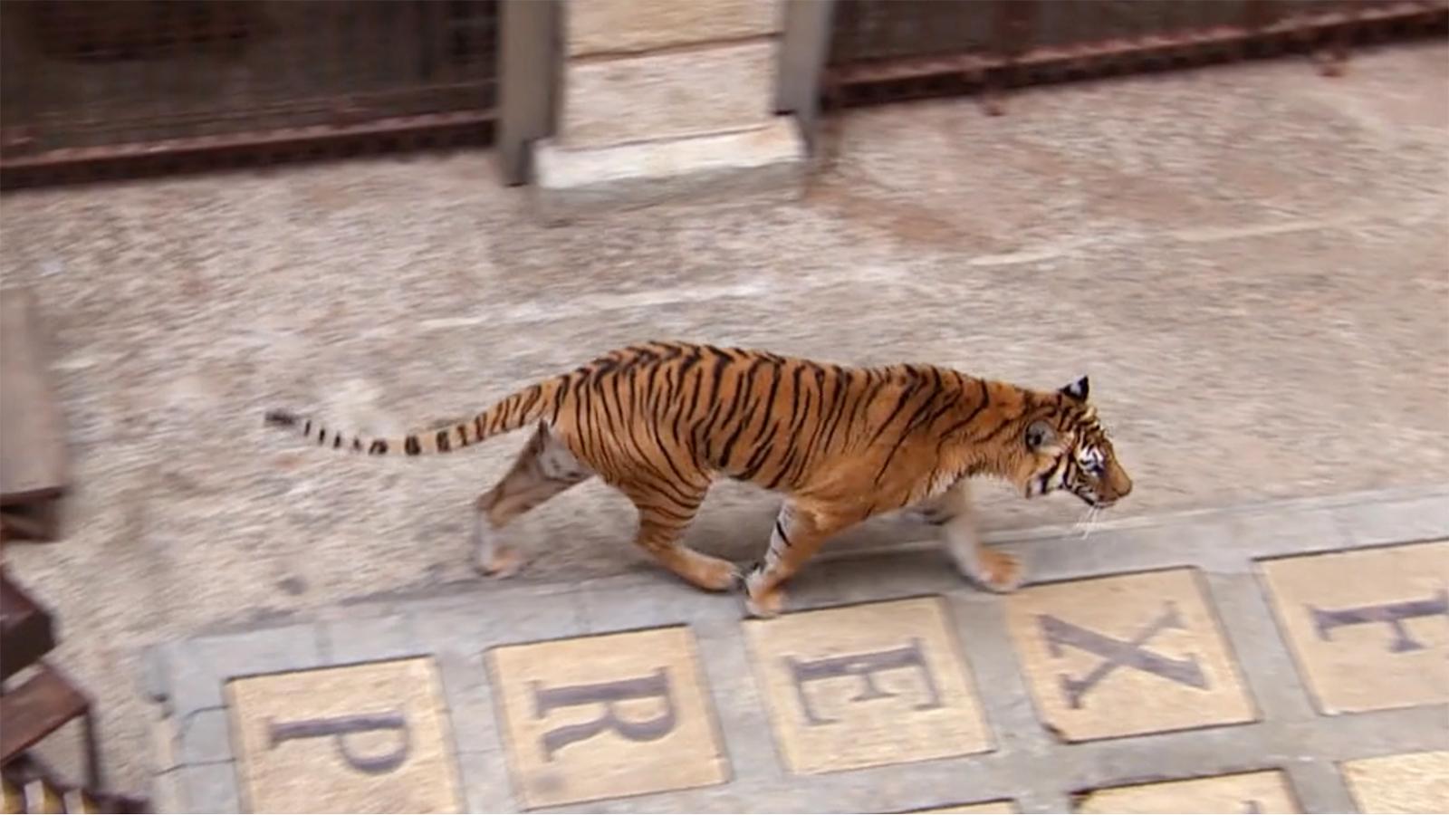 Fortets tigrar pensioneras från programmet. 