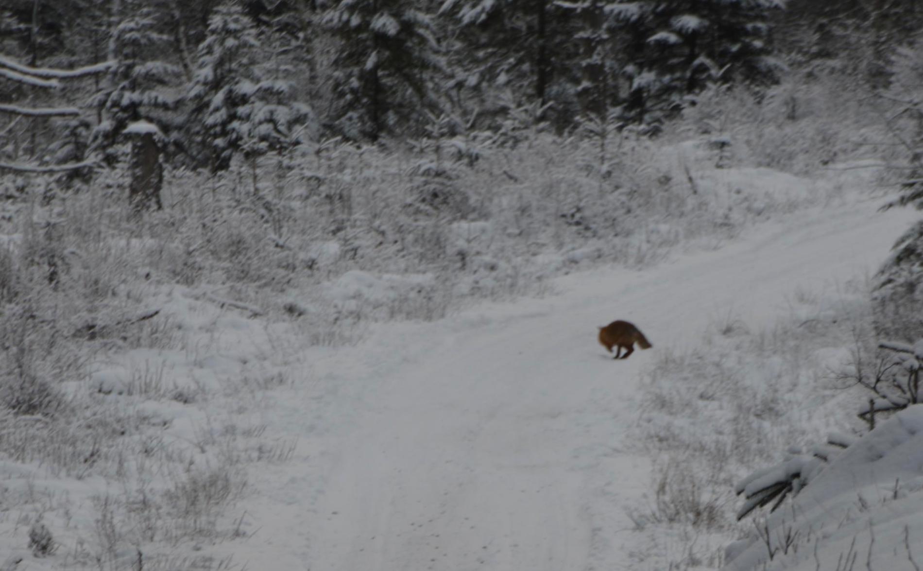Magnus upptäckte en räv på skogspromenaden. 
