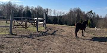Stora hagar på nya gården gör att det finns möjlighet för att hästarna att vara ute dygnet runt. 