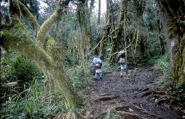 Först vandrade vi genom regnskogen med lera upp till knäna.