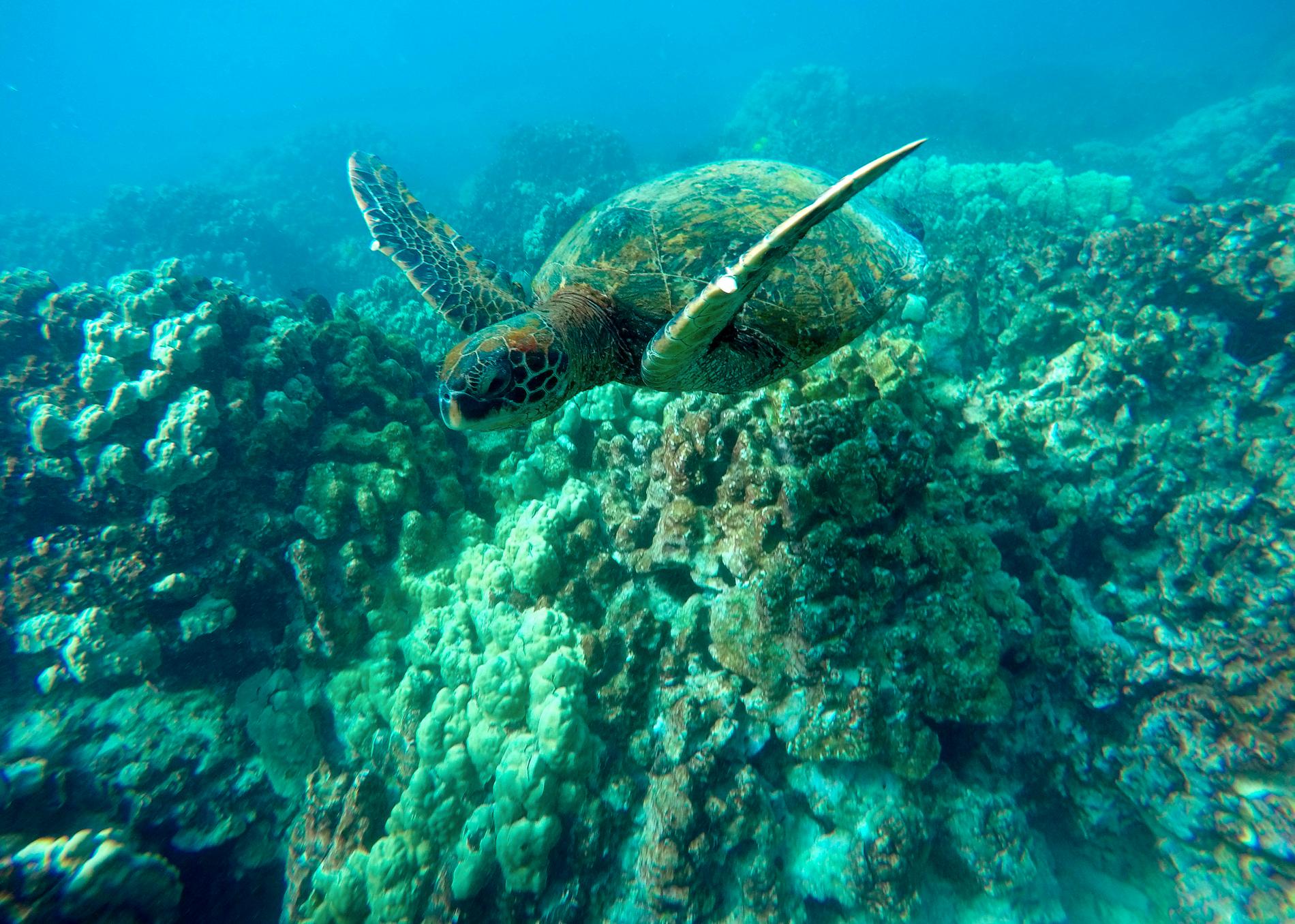 En grön havssköldpadda på simtur vid ett korallrev utanför Hawaii. Arkivbild.