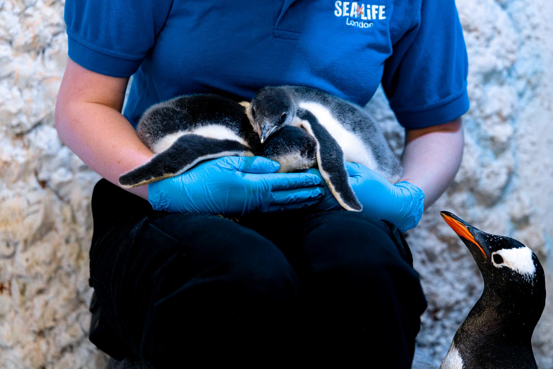 De nyfödda pingvinungarna.